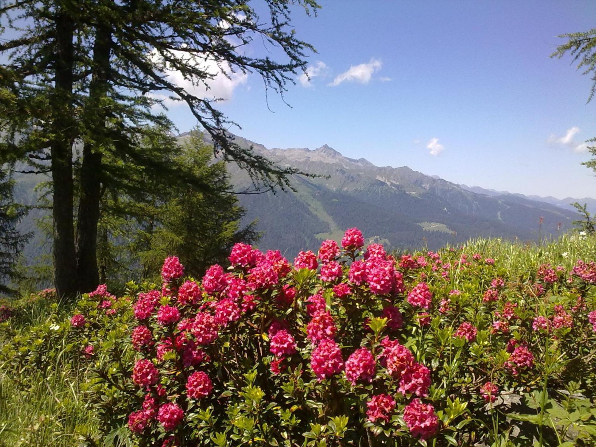 Hotel Alpina Pinzolo Εξωτερικό φωτογραφία